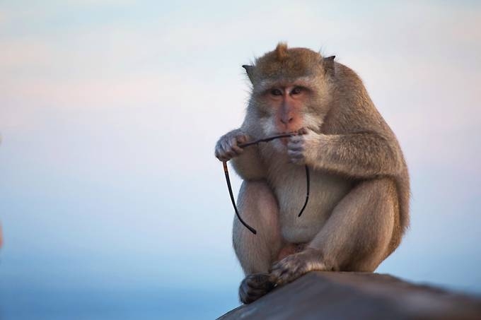 Macaco segura um óculos de um turista no templo Uluwatu, Bali (Reprodução/VEJA)