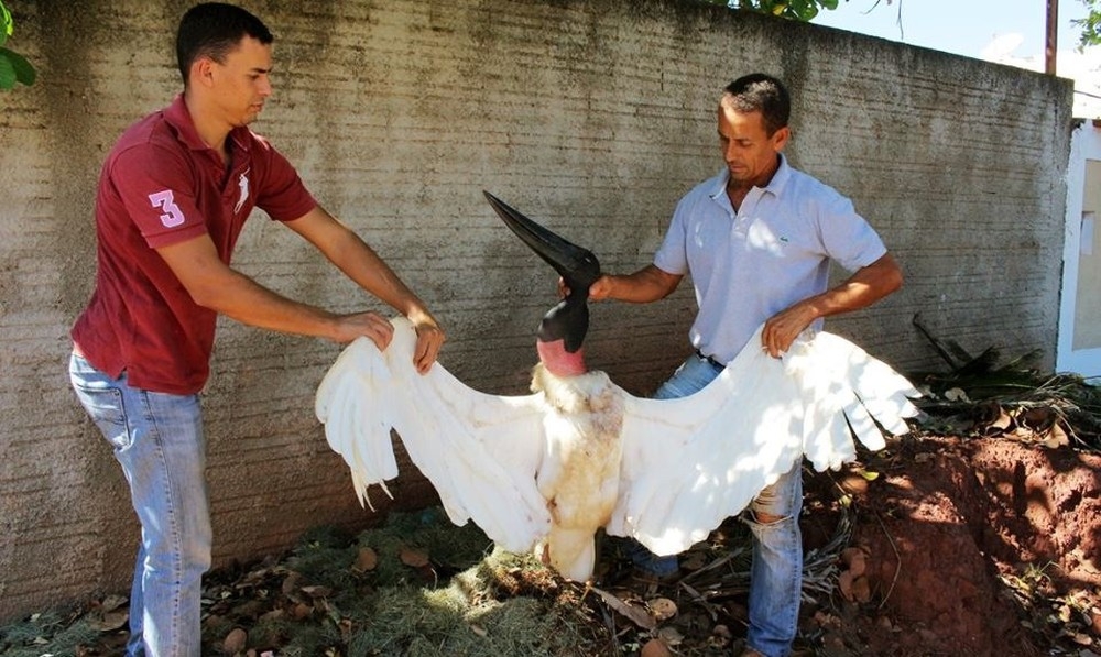 ONG diz que tuiui foi morto a tiro em Pontal do Araguaia (Foto: Edevilson Arneiro)