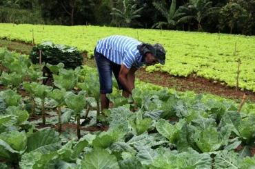 Agricultura familiar - Foto por: Henrique Pimenta