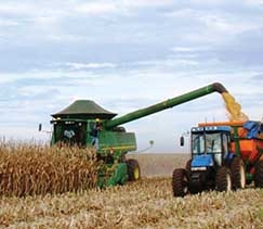 Milho  a cultura com maior expanso anual nesta safra em Mato Grosso, 67% ante temporada passada