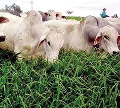 Pecuaristas temem uma nova concentrao do mercado de abates em Mato Grosso