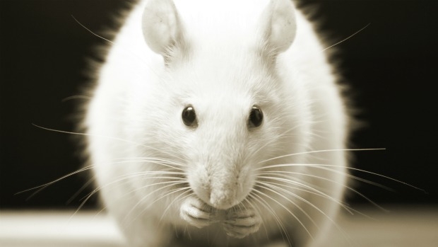 (iStockphoto/ThinkStock/VEJA)