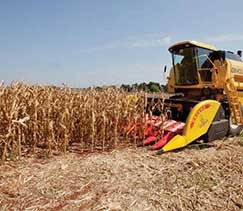 Nas regies norte e oeste do Estado, cargas continuam chegando com gro avariado nos armazns