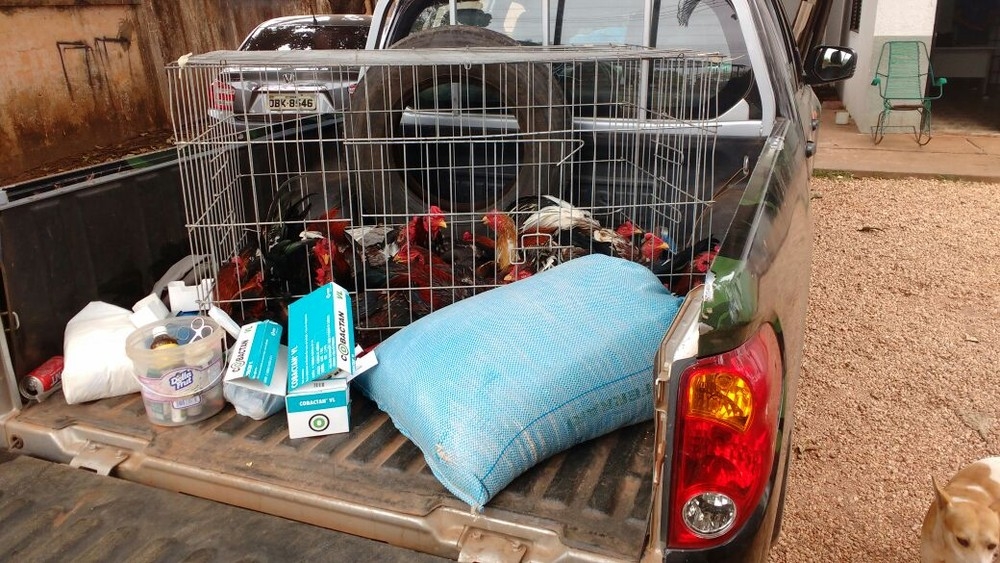 Polcia encontrou 19 galos com as esporas cortadas (Foto: Polcia Militar Ambiental de MT)