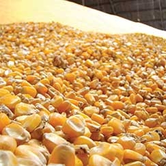 Calor e tempo seco em grande parte de MT vm colaborando  colheita