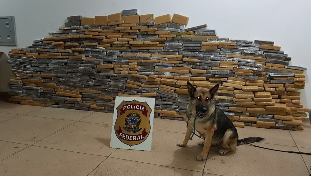 Cadela Kyra ajudou a encontrar droga escondida em carreta abordada pela PF em Rondonpolis (Foto: Polcia Federal/Divulgao)