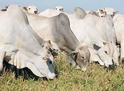 Indicadores mostram que pode haver sustenta��o na valoriza��o, inclusive no mercado futuro