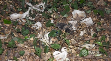 Ossada humana encontrada as margens do anel virio 