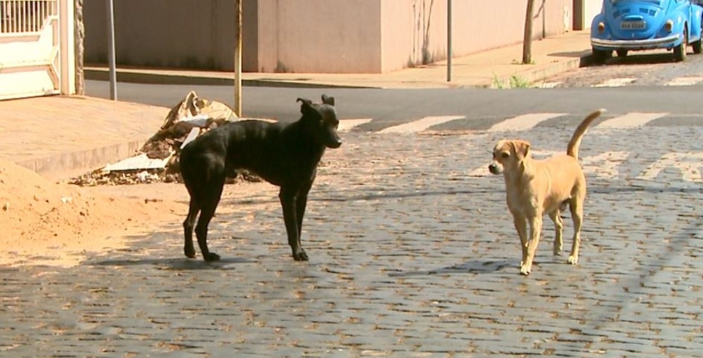 Ces soltos pelas ruas podem ser recolhidos em Alto Araguaia (MT)  Foto: Paulo Souza/EPTV
