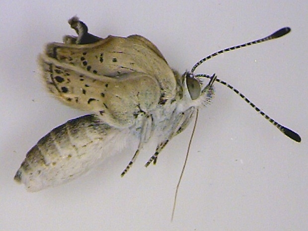 Asas e olhos de espcie de borboleta sofreram alteraes