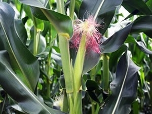 Colheita praticamente encerrou no estado