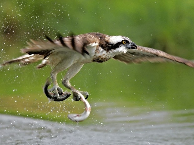 Fotgrafo registrou instante em que guia captura peixes em lago na Finlndia