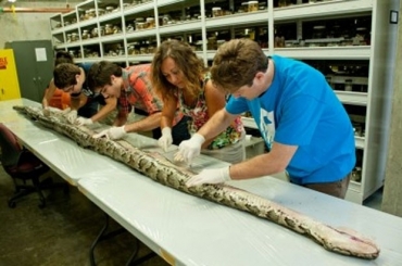 Pton birmanesa de 5,6 metros estava prenha com 87 ovos. 