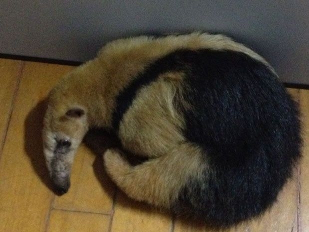 Com as queimadas, o tamandu mirim fugiu para a cidade