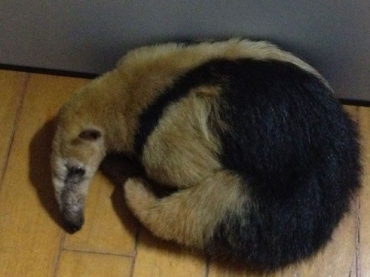 Com as queimadas, o tamandu mirim fugiu para a cidade