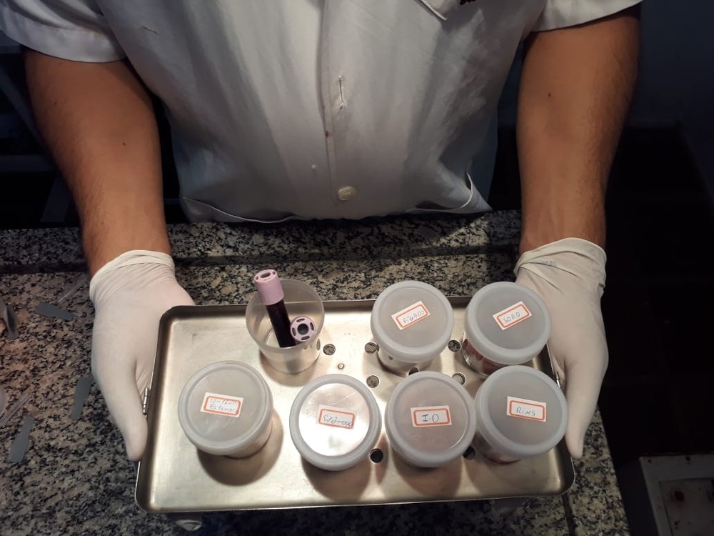 Amostras foram coletas para exames  Foto: ONG Amamos Animais/ Divulgao