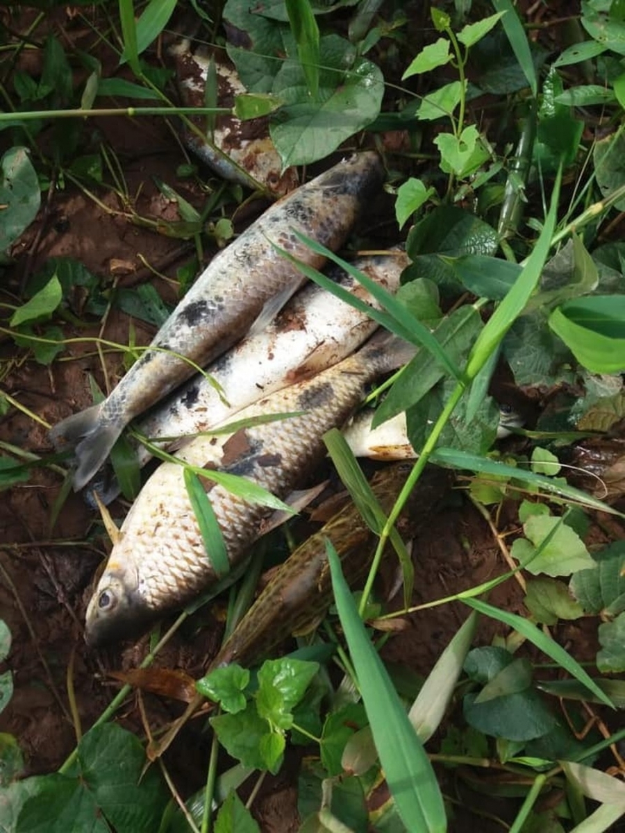 Peixes tambm foram encontrados mortos fora do Rio Paraguai  Foto: Arquivo pessoal