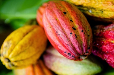 Proposta visa implantar duas unidades demonstrativas para cultivo 2 mil plantas, com o objetivo de produzir mudas e novos enxertos.