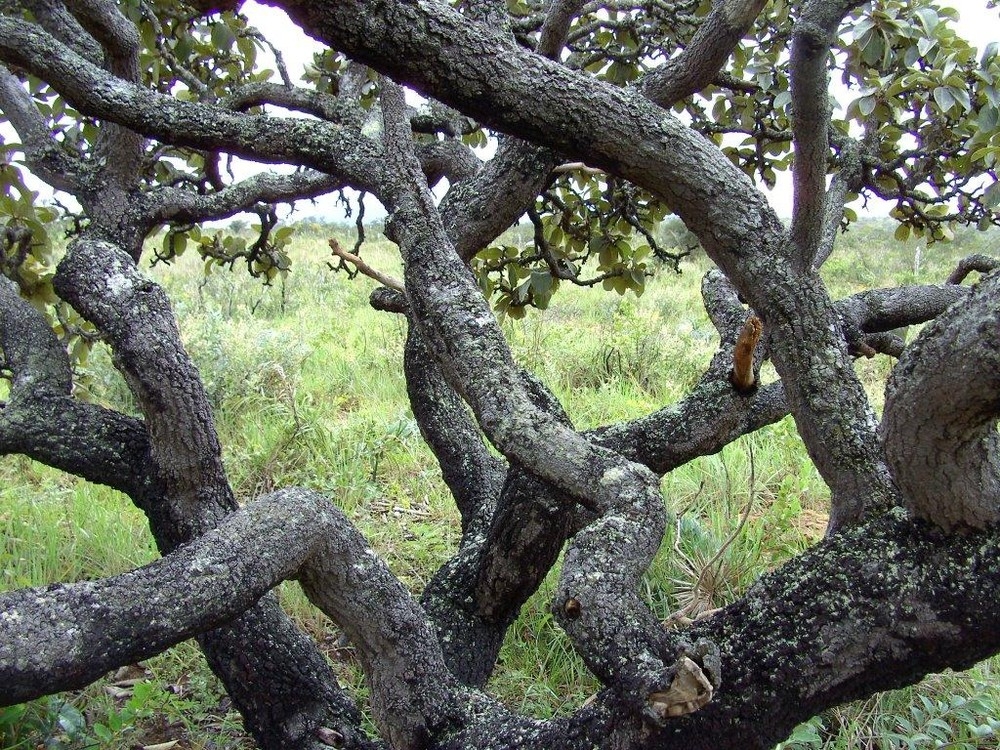 Lixeira  uma planta comum no cerrado  Foto: Fapemat/Divulgao