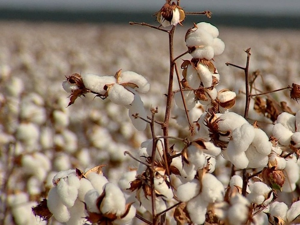 Proposta de nova tarifa para algodo aumento ICMS para 4,8%  Foto: Reproduo/TVCA