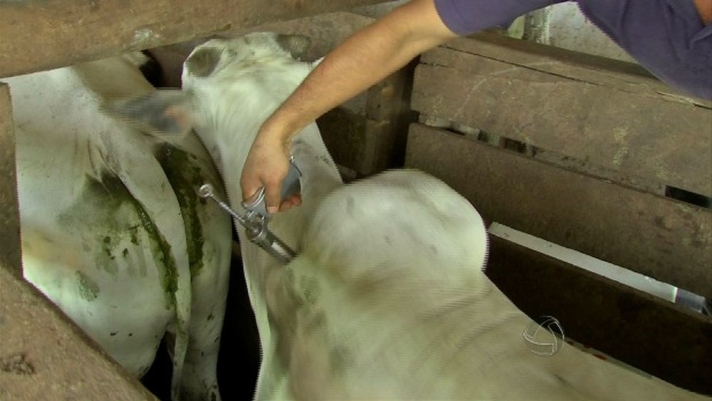 200 propriedades tero que vacinar o rebanho contra a raiva  Foto: Reproduo/TVCA