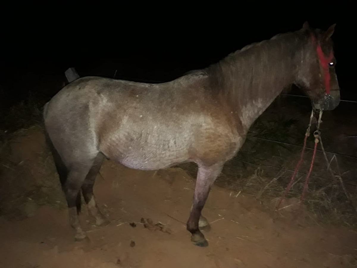 Menino de 12 anos morreu ao ficar preso em sela e ser arrastado por cavalo em assentamento no municpio de Cludia  Foto: Polcia Civil de Mato Grosso/Divulgao