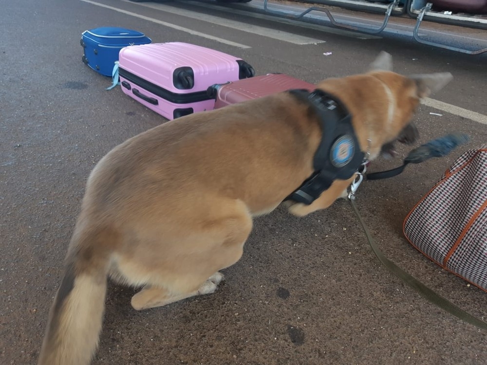 Ces identificam drogas em nibus, durante abordagem em Rondonpolis  Foto: PRF-MT