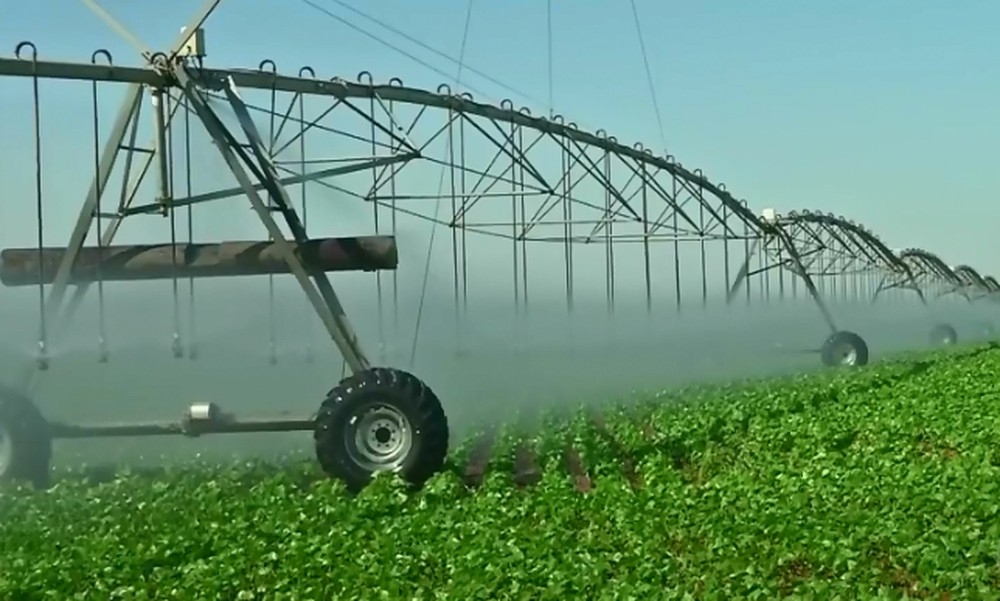 Produtores investem na produo de feijo irrigado em MT  Foto: Alexandre Perassoli/ TVCA