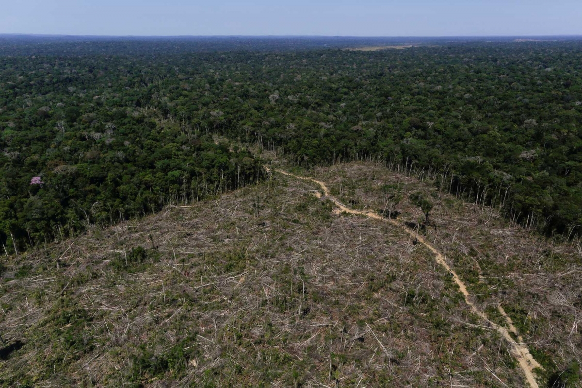 Desmatamento na Amaznia  Foto: Bruno Kelly/Reuters