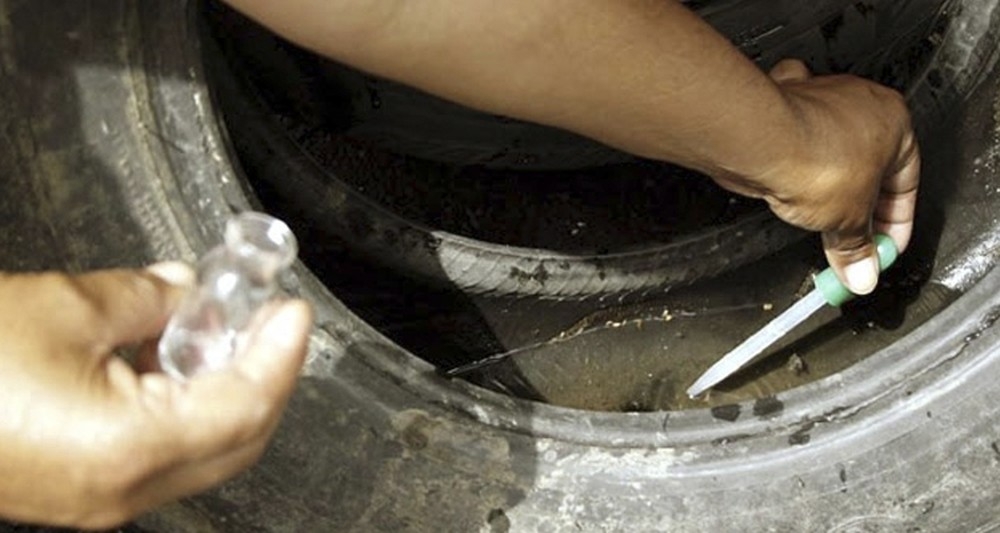 Dengue em MT  Foto: Ministrio da Sade