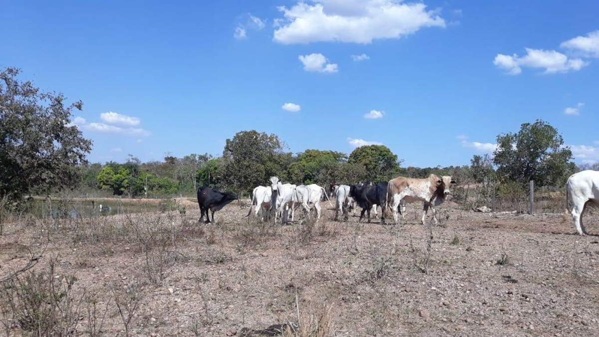 Trs homens foram presos com gado roubado de prefeito em Nossa Senhora do Livramento (MT)  Foto: Polcia Civil de Mato Grosso/Assessoria