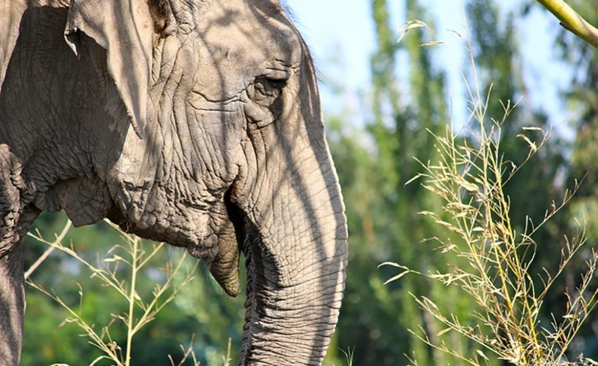 Santurio faz campanha para trazer a 'ltima elefanta de circo' do Chile para Mato Grosso  Foto: SEB/Divulgao