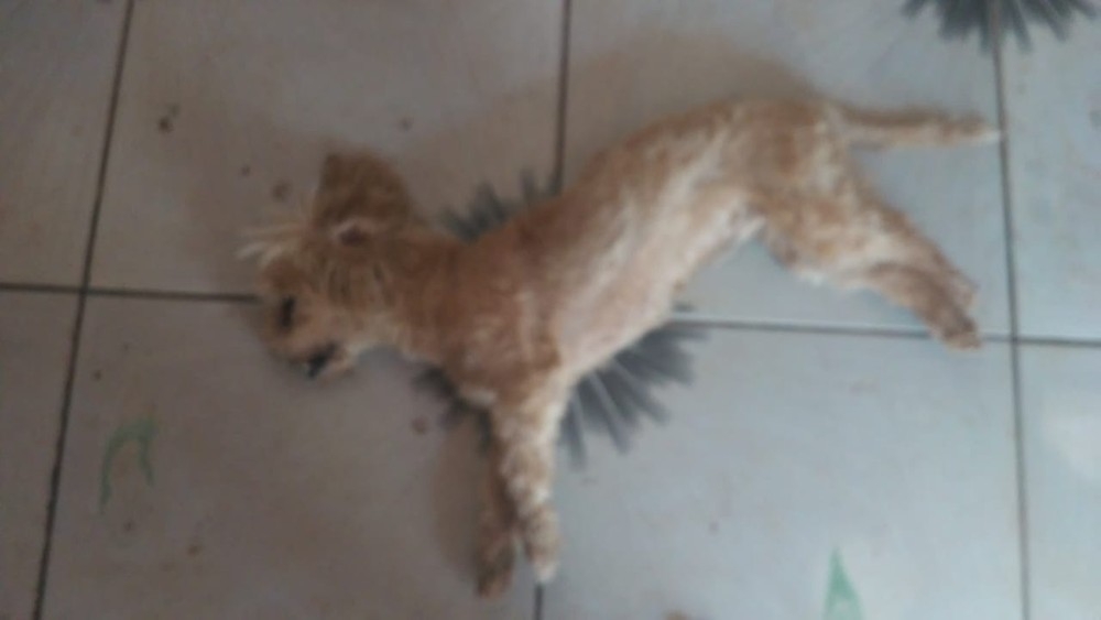 Ex-marido foi preso por matar seis ces de mulher e divulgar fotos ntimas da vtima em Cuiab  Foto: Polcia Civil de Mato Grosso/Assessoria