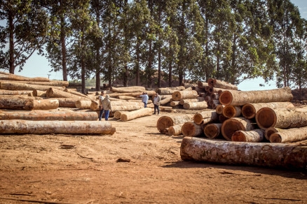 Operao aconteceu em Marcelndia aps alerta do Satlite Planet
