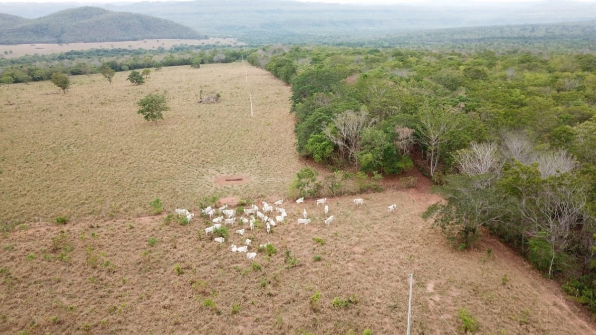 Gado furtado de fazenda  encontrado em frigorfico clandestino e 2 homens so presos em Barra do Garas  Foto: Polcia Civil de Mato Grosso/Assessoria
