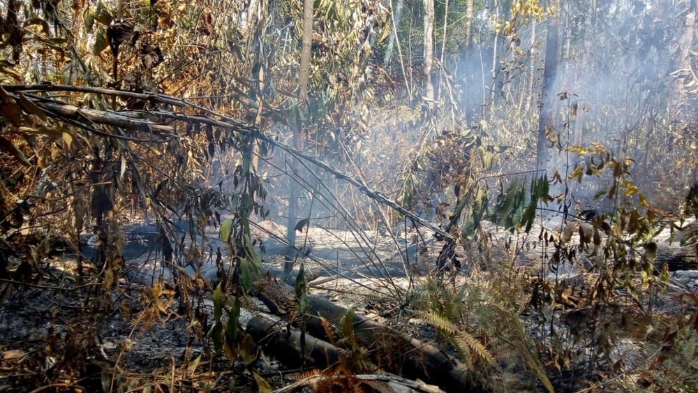rea de desmate associada a queimada  identificada em MT  Foto: Ibama/Divulgao
