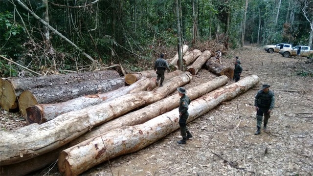 Flagrante de desmatamento na reserva Reserva Extrativista  Foto: TCE-MT/ Divulgao