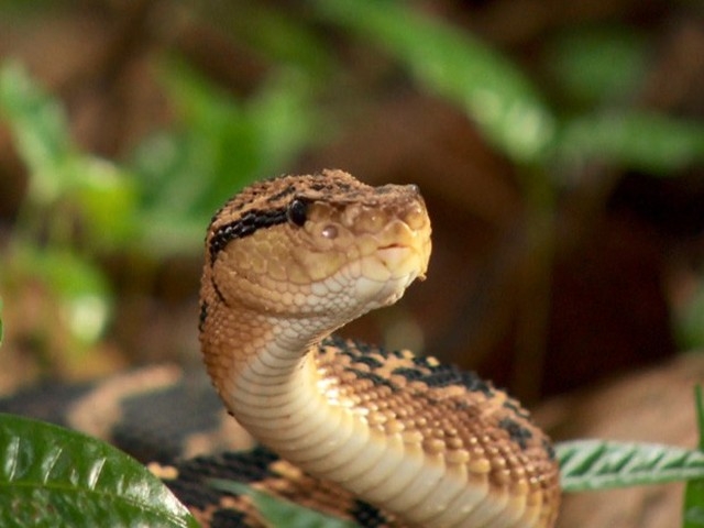 Tipo de cobra pelo qual o sitiante teria sido picado  Foto: globo.com