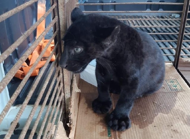 Filhotes de onas esto entre os animais resgatados com frequncia  Foto: Batalho Ambiental - PMMT