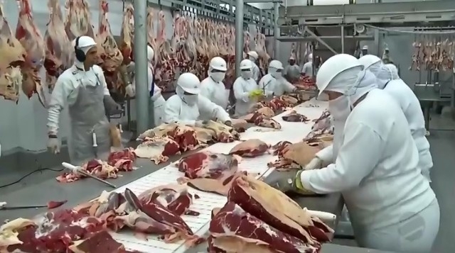 Aquecimento da pecuria em MT  Foto: TVCA/Reproduo