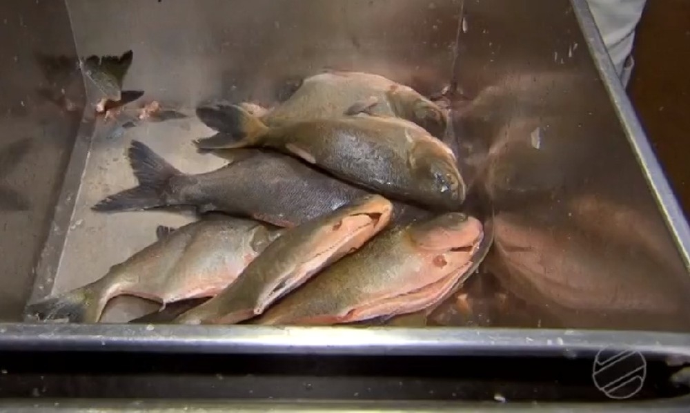 Produo vai ficar encalhada j que depois as vendas caem  Foto: TVCA