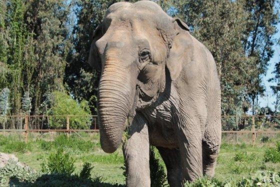 A elefanta Mara é a mais nova moradora de santuário em Chapada dos Guimarães