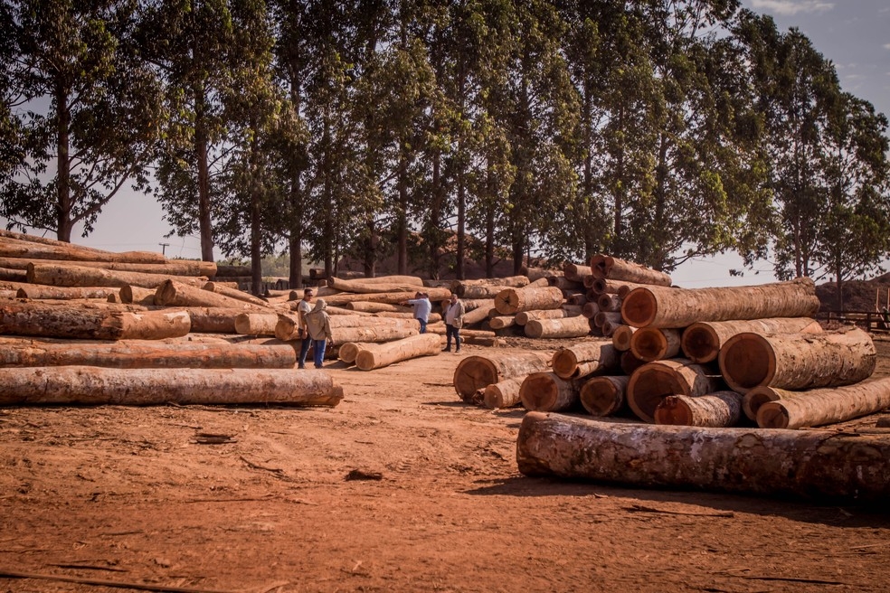 Desmatamento em Mato Grosso — Foto: Christiano Antonucci/ Secom-MT