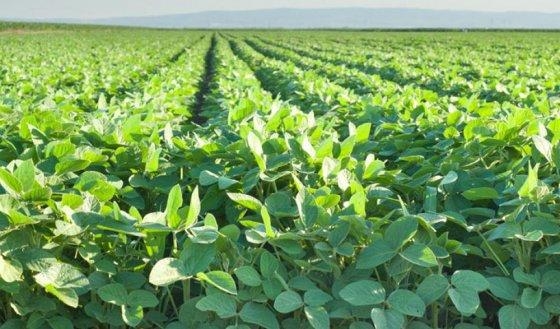 Predomina a derrubada irregular de vegetao nativa, tanto de Amaznia quanto de cerrado e Pantanal