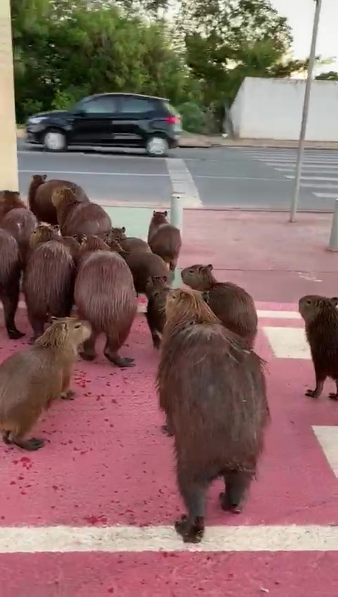 Capivaras atravessaram avenida movimentada em Cuiab� � Foto: Daniela Zanenga Kehrwald/Arquivo pessoal