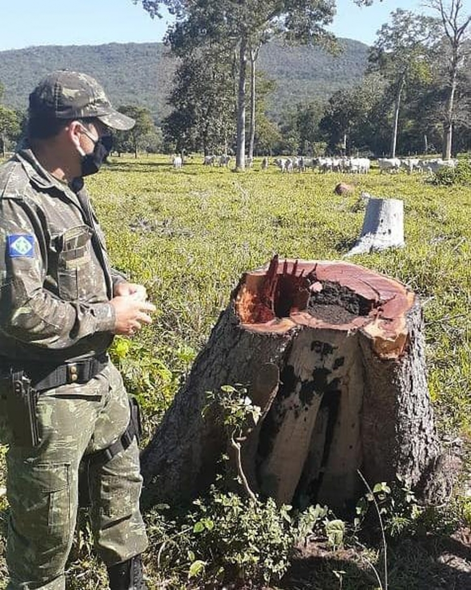 Idoso foi flagrado cortando aroeira em Cáceres — Foto: Polícia Militar de Mato Grosso