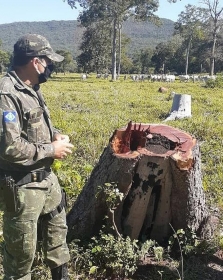Idoso foi flagrado cortando aroeira em Cceres  Foto: Polcia Militar de Mato Grosso