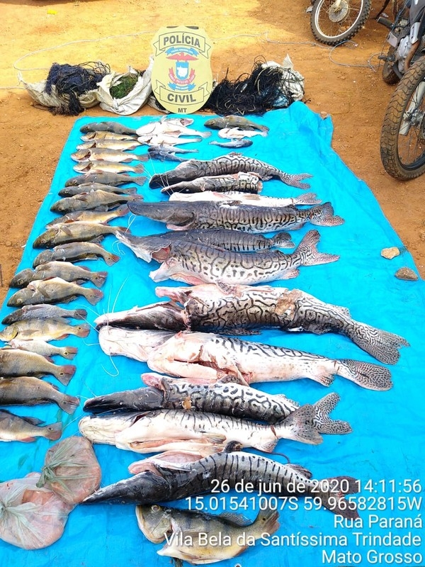 200 kg de pescado apreendido — Foto: Polícia Civil de Mato Grosso/Assessoria