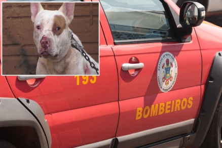 Co da raa pit bull foi contido pelos bombeiros
