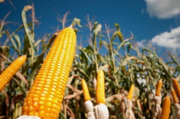 O que tamb�m vem favorecendo os pre�os nos portos � o c�mbio que eleva a competitividade do milho brasileiro